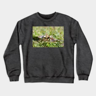 Wasp 1 Crewneck Sweatshirt